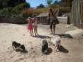 Andrea, Sisse, Andrea og grisene